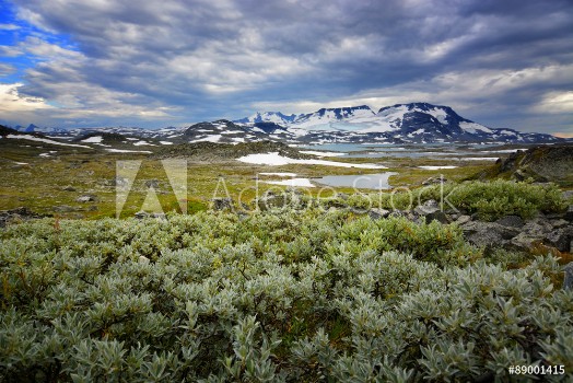 Picture of Tundra Jotunheim Norway